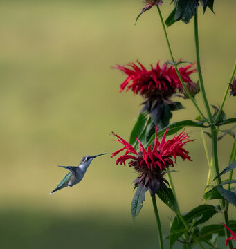 A ruby throated hummingbird enjoys feasting on some scarlet bee balm flowers.