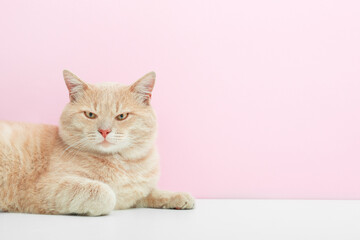 Portrait of a cute ginger cat that looks up on a pink background.  Top photo with space for text.