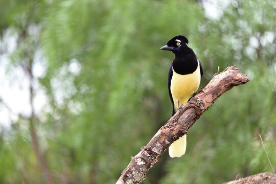 Argentinische Elster im Nationalpark El Palmar sitzt auf einem Ast