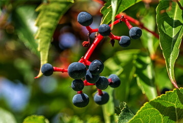 The fruits of a climbing ornamental plant called Vinoblue five-leafed seedlings are common on property fences in the city of Białystok in Podlasie, Poland.