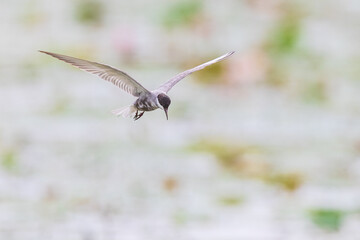 Beautiful whiskered tern bird flying in the swamp. - obrazy, fototapety, plakaty