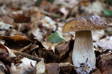 Big Boletus Edulis grown in the forest. Close-up of the mushroom standing out of the dry leaves. The fungus is standing on the right of the image. Long stalk and brown cap. Plenty of copy space