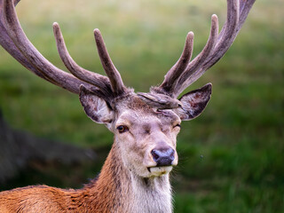 Starling Feeding on Flies from a Red Deer Stag