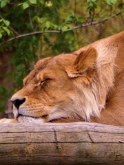 portrait of a sleeping lion
