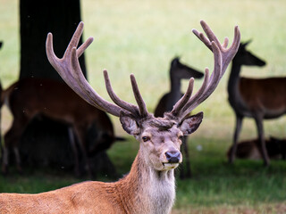 Starling Feeding on Flies from a Red Deer Stag