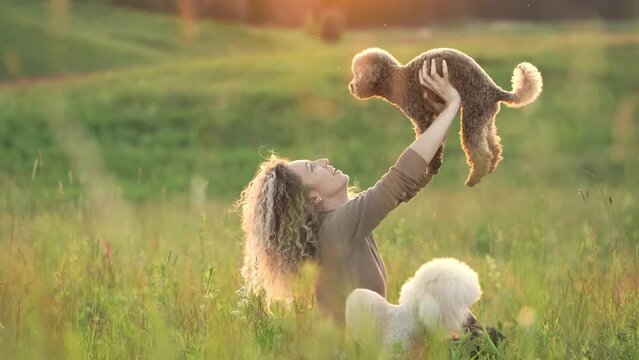 curly girl with two little dogs against the backdrop of sunset. Woman and poodles in nature at sun
