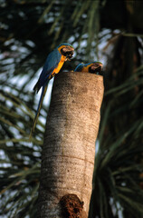 Ara bleu, nid,.Ara ararauna, Blue and yellow Macaw, Amazonie, Tambopata, Perou © JAG IMAGES