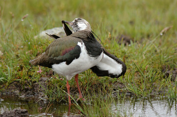Vanneau huppé,.Vanellus vanellus, Northern Lapwing