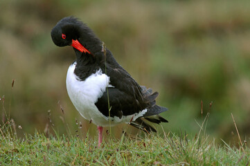 Huîtrier pie, .Haematopus ostralegus , Eurasian Oystercatcher