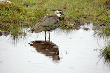 Vanneau huppé,.Vanellus vanellus, Northern Lapwing