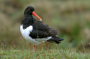 Huîtrier pie, .Haematopus ostralegus , Eurasian Oystercatcher