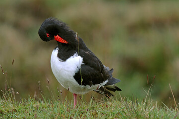 Huîtrier pie, .Haematopus ostralegus , Eurasian Oystercatcher