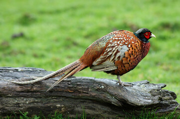 Faisan de Colchide,.Phasianus colchicus, Common Pheasant
