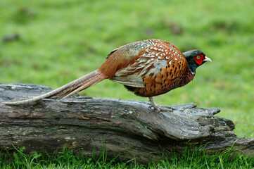 Faisan de Colchide,.Phasianus colchicus, Common Pheasant