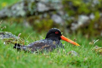 Huîtrier pie, nid,.Haematopus ostralegus , Eurasian Oystercatcher