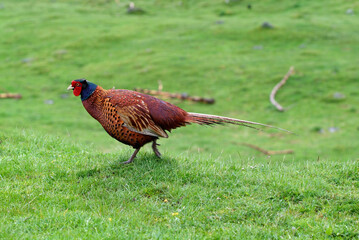 Fototapeta premium Faisan de Colchide,.Phasianus colchicus, Common Pheasant