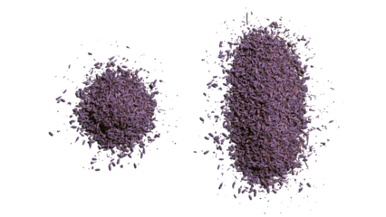 Heaps of aromatic dried purple lavender flowers and seeds, isolated on transparent background. 