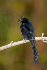 Drongo Malgache, Dicrurus forficatus, Madagascar