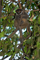 Lémurien brun, Eulemur fulvus, Madagascar