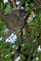 Lémurien brun, Eulemur fulvus, Madagascar