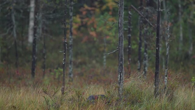 Wolverine running  in autumn golden forest. Animal behaviour in the habitat, Finland. Wolverine in Finnish taiga. Wildlife scene from nature. Rare running animal from north Europe. Wolverine sunset. 
