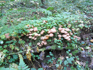 Edible mushrooms - honey mushrooms among green grass in the forest.
