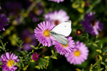 Small white butterfly (Pieris rapae) perched on a pink daisy in Zurich, Switzerland
