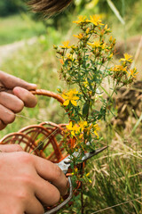 Cutting hand St. John's wort. Hypericum - St Johns wort plants yellow flower used in alternative...