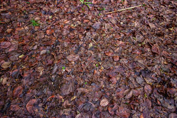 wet leaves on an autumn day