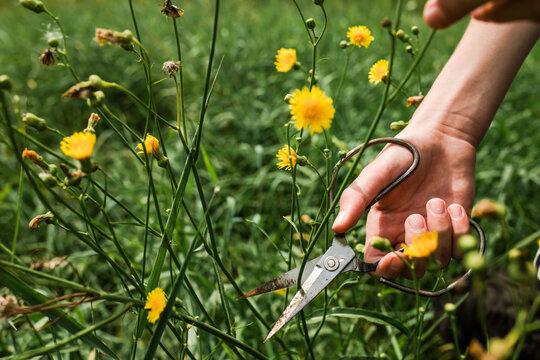Hand cutting yellow flower Crepis tectorum, narrowleaf hawksbeard or 'narrow-leaved hawk's-beard growing in the meadow in summer for use in alternative medicine