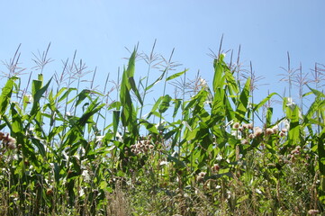 grass and sky