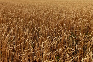 golden wheat field