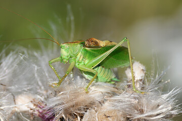 Green grasshopper on thistle flowering plant. Great green bush-cricket, Tettigonia viridissima.