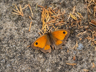 Gatekeeper Butterfly Resting on the Ground