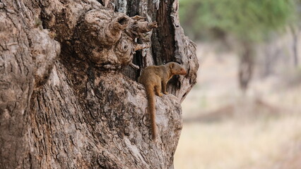 wild dwarf mongoose in africa