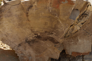 Versteinerter Baumstamm in der Wüste in Argentinien