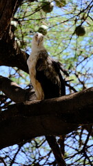 wild african fish eagle