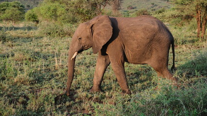 wild elephants in africa savannah © Alexander