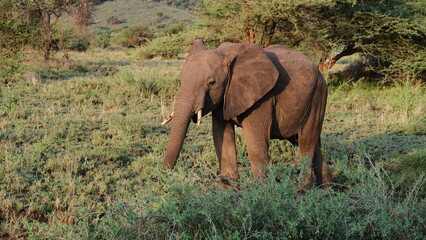 wild elephants in africa savannah © Alexander