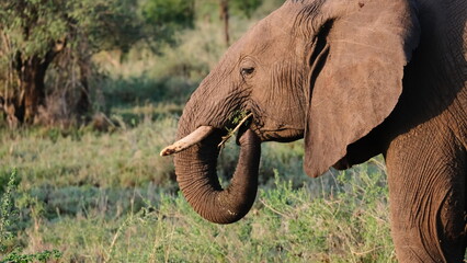 wild elephants in africa savannah © Alexander