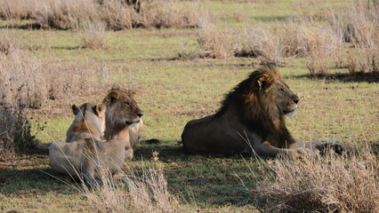 wild lion in africa savannah