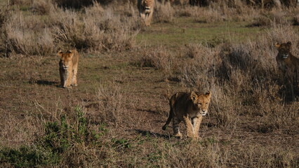 wild lion in africa savannah