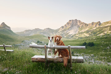 two dogs are sitting on a bench and looking at the mountains. Jack Russell Terrier and Nova Scotia...