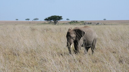 wild elephants in africa savannah © Alexander