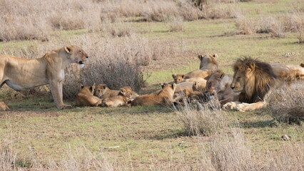 Fototapeta na wymiar wild lion in africa savannah