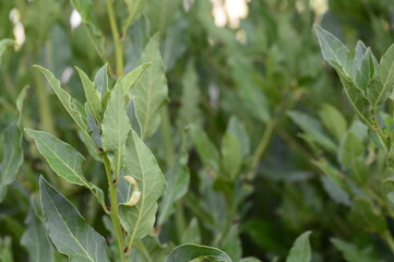 Closeuop Laurus nobilis known as laurel with blurred background in summer garden