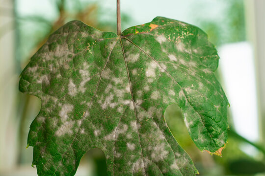 Oidium and Powdery mildew of grape. Fungal disease of grapes.