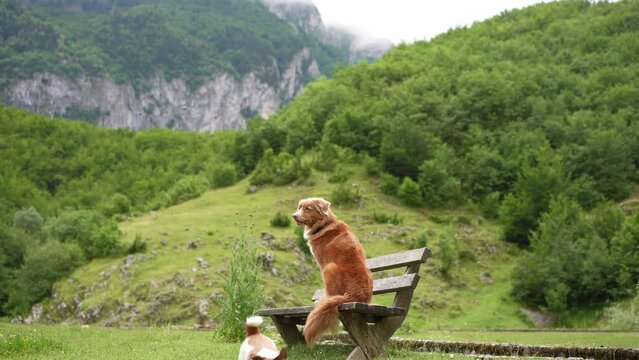 two dogs are sitting on a bench and looking at the mountains. Jack Russell Terrier and Nova Scotia Retriever. Traveling with a pet