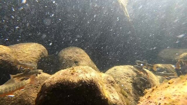 Underwater photography of Oshorokoma in Rausu, Shiretoko, Hokkaido