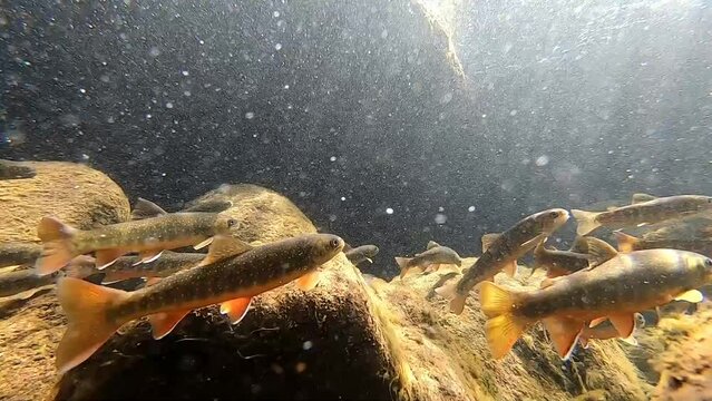 Underwater photography of Oshorokoma in Rausu, Shiretoko, Hokkaido